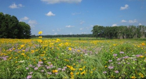 A diverse prairie that includes native plant species such Bee Balm, Wild Quinine, False Sunflower, and Canada Wild Rye.