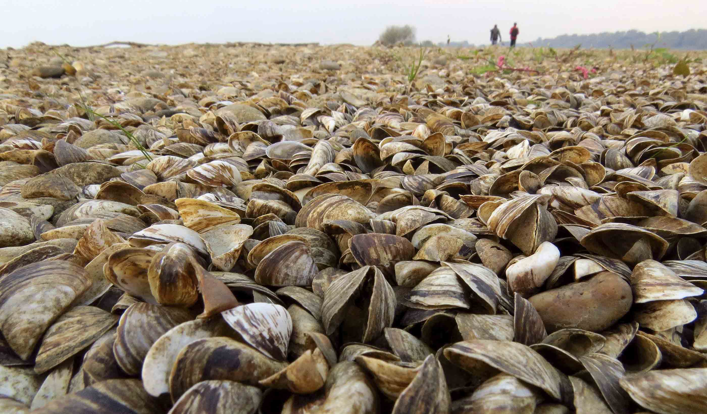 Combating the zebra mussel: What you need to know