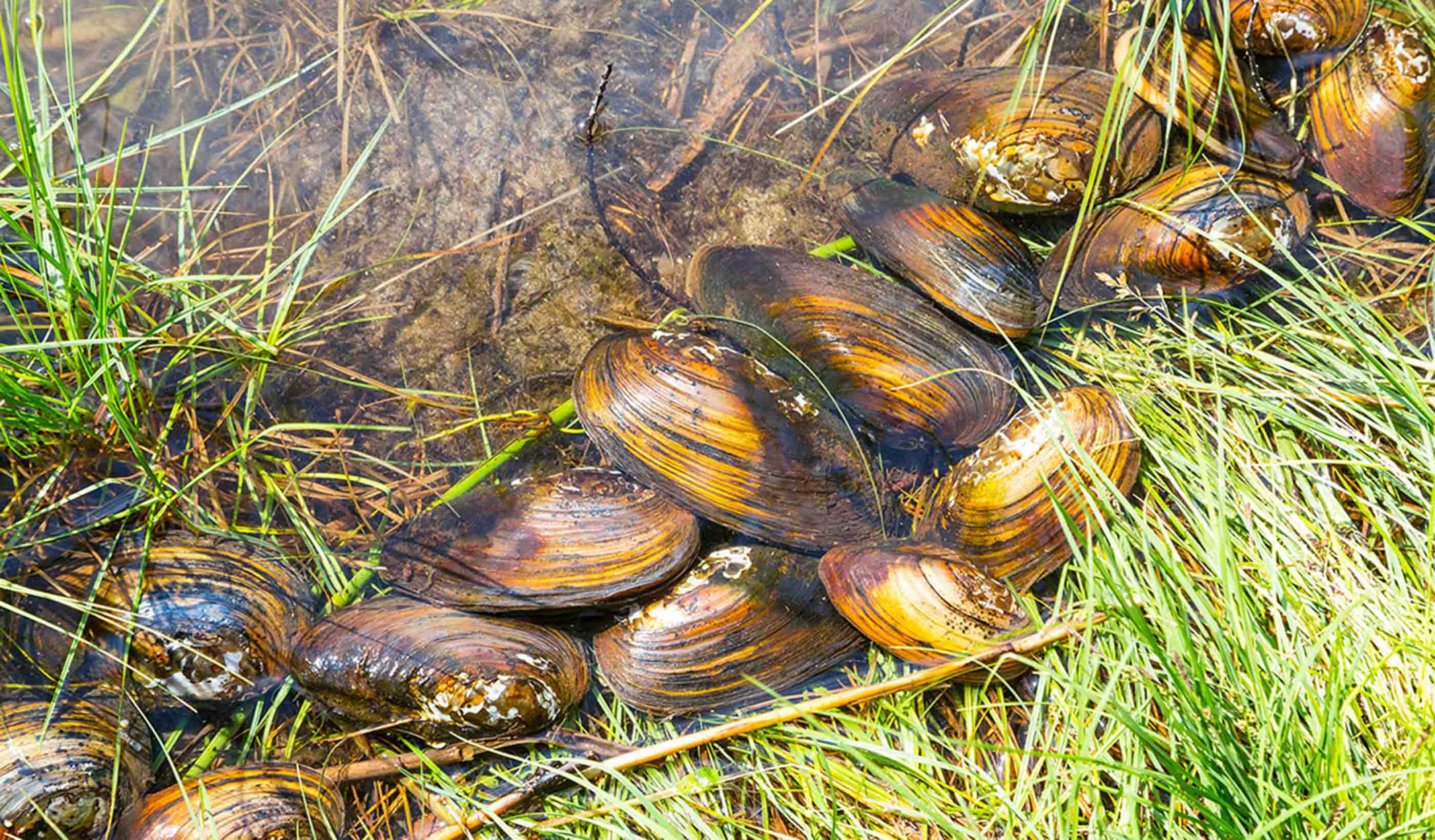 Freshwater mussels 101: Explaining the “aquatic archaeology” behind mussel relocation