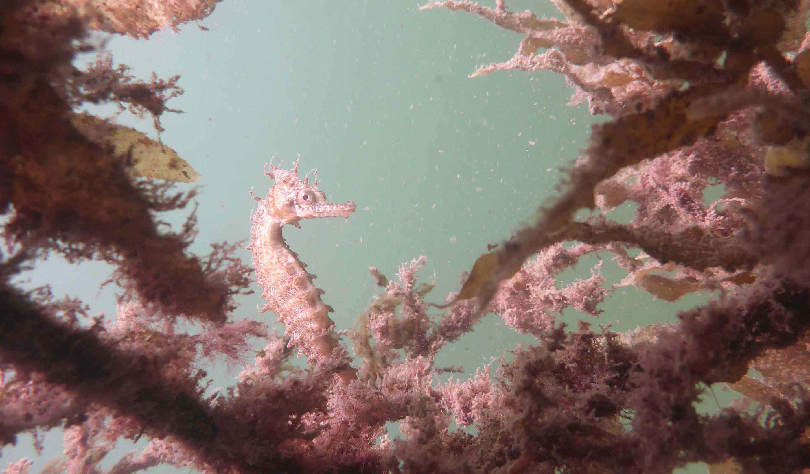 How seahorse hotels protect endangered species in Australia