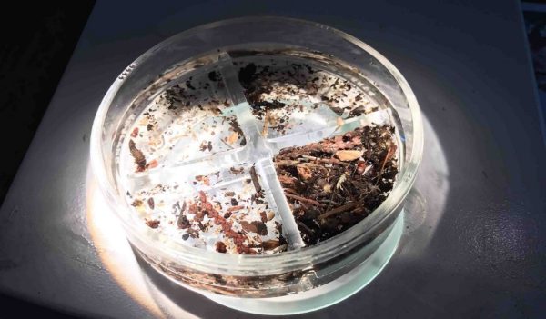 A laboratory sample of benthic macroinvertebrates from a Washington stream shows a variety of tiny organisms.